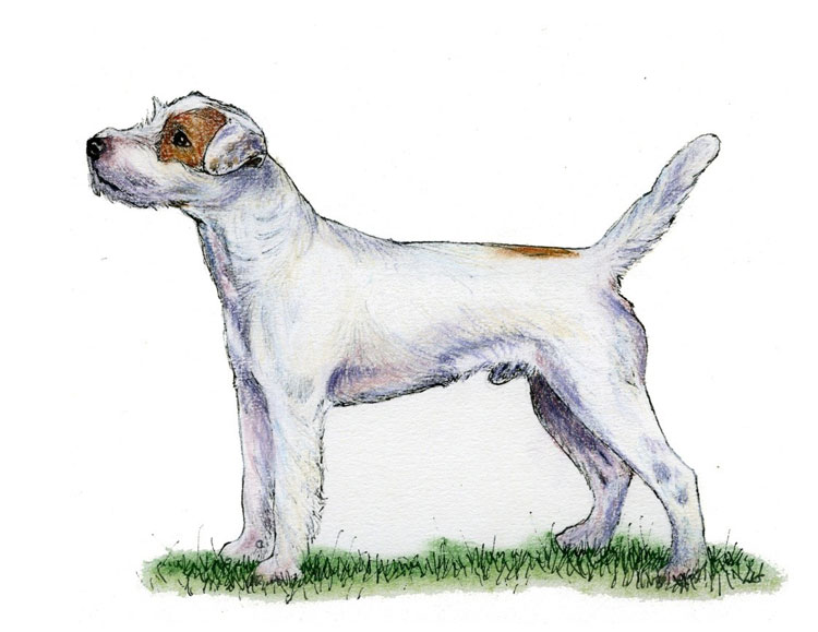 Parson Russell Terrier Parson Russell Terrier