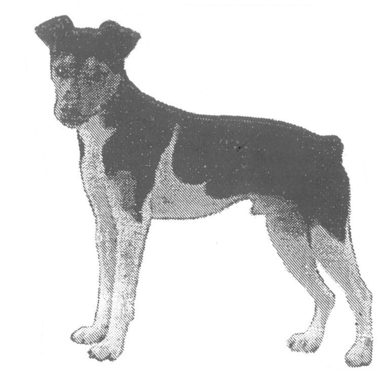 Terrier Brasileño Terrier Brasileño