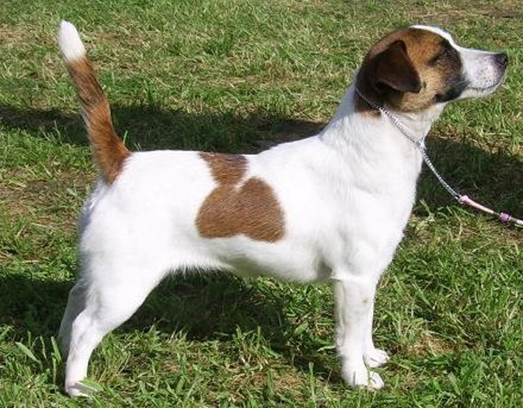 Jack Russell Terrier