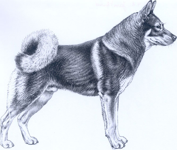 Perro Cazador de Alces Sueco Perro Cazador de Alces Sueco