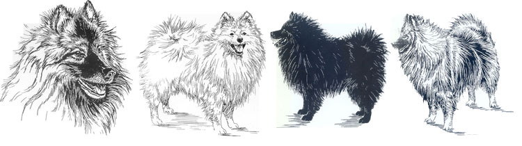 Spitz Alemán de Pomerania y Keeshond Spitz Alemán de Pomerania y Keeshond