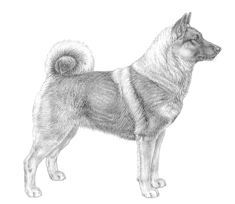 Perro Cazador de Alces Noruego Gris Perro Cazador de Alces Noruego Gris