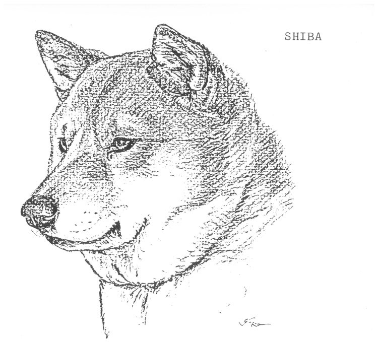 Shiba