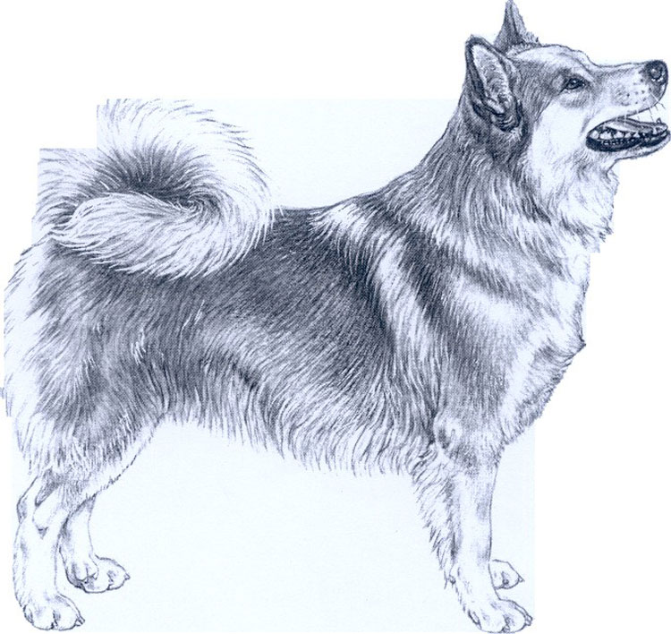 Perro de Pastor Islandés Perro de Pastor Islandés