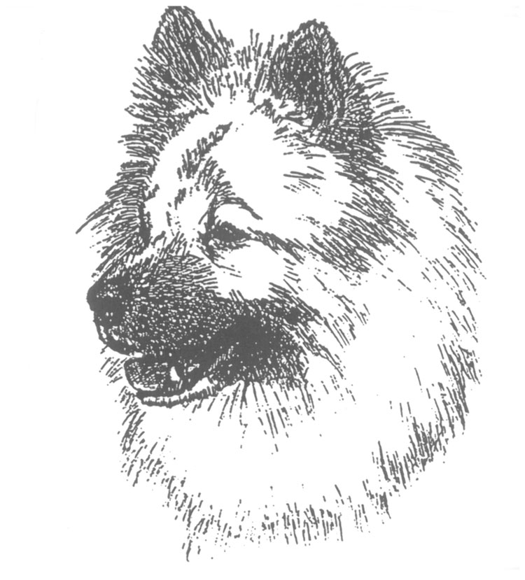 Eurasier Eurasier
