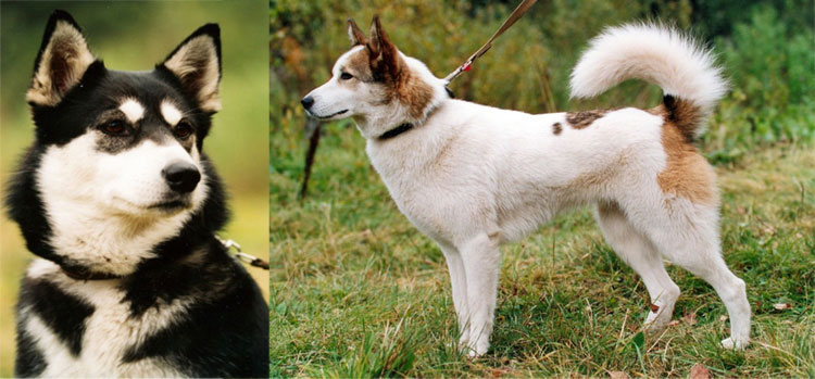 Laika de Siberia Oriental Laika de Siberia Oriental