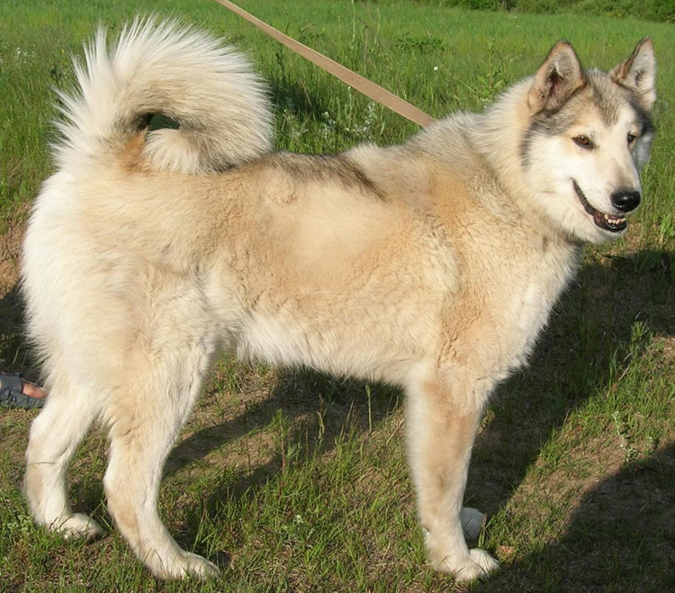 Laika de Siberia Occidental