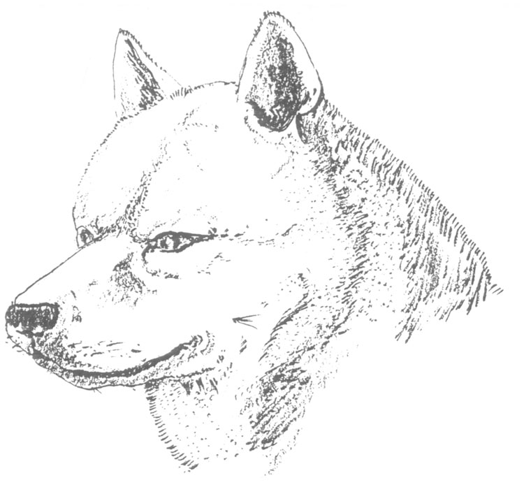 Korea Jindo Dog Korea Jindo Dog