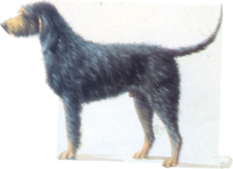 Grifón del Nivernais