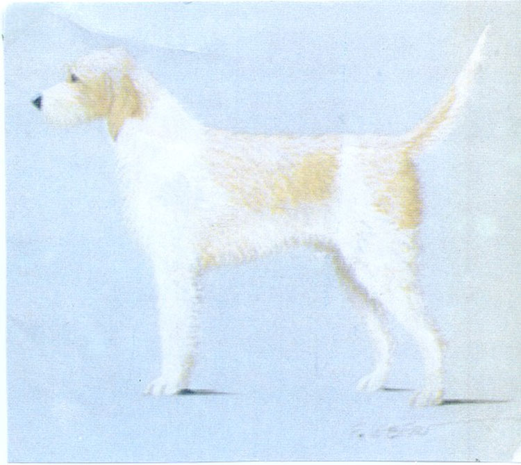 Briquet Grifón Vendeano Briquet Grifón Vendeano