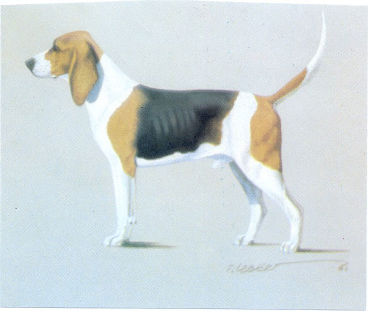 Sabueso Artesiano Sabueso Artesiano