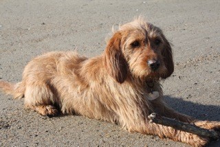 Basset Leonado de Bretaña