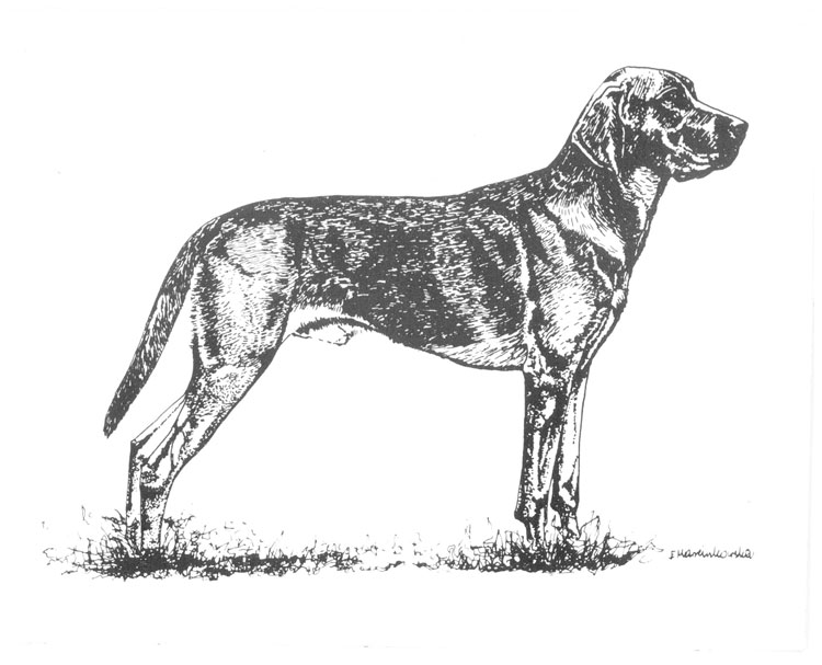 Sabueso Polaco Sabueso Polaco