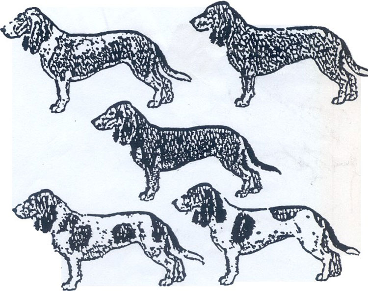 Sabueso Suizo Pequeño Sabueso Suizo Pequeño