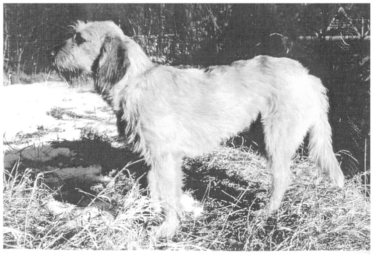 Sabueso Estirio de Pelo Aspero Sabueso Estirio de Pelo Aspero