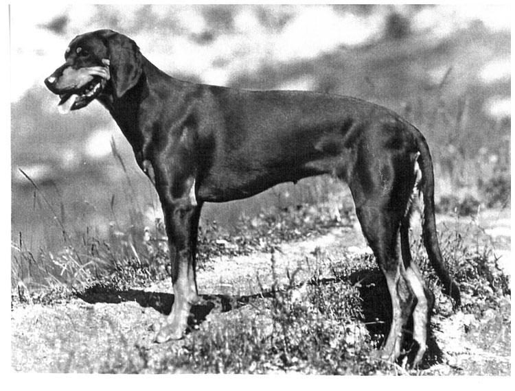 Sabueso Austriaco Negro y Fuego