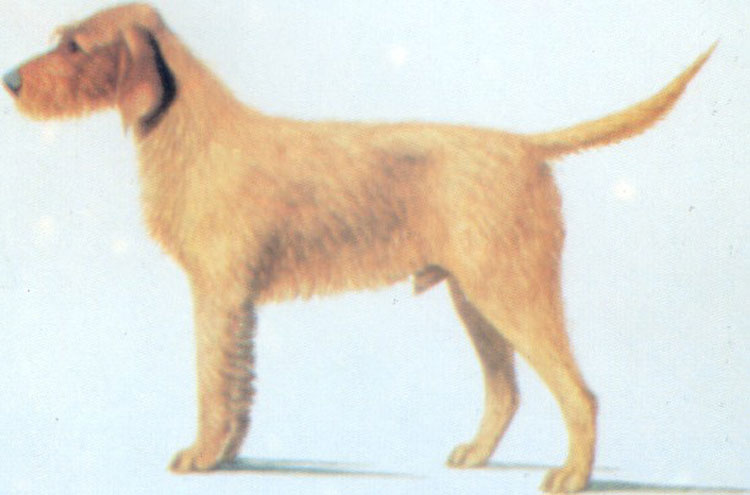 Grifón Leonado de Bretaña