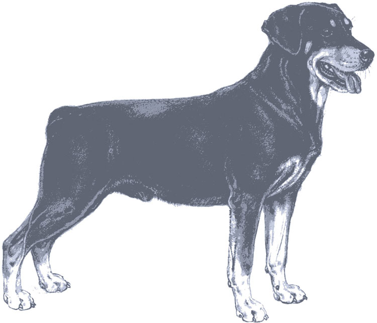 Sabueso de Smaland Sabueso de Smaland