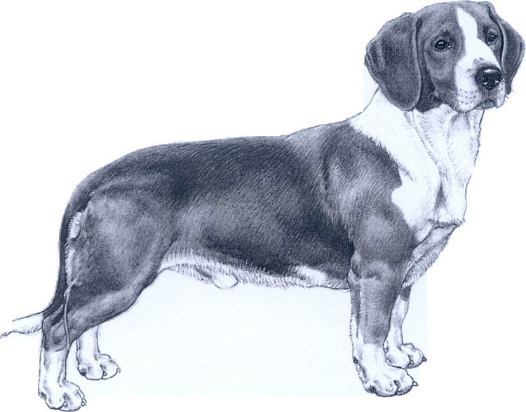 Perro Tejonero Sueco