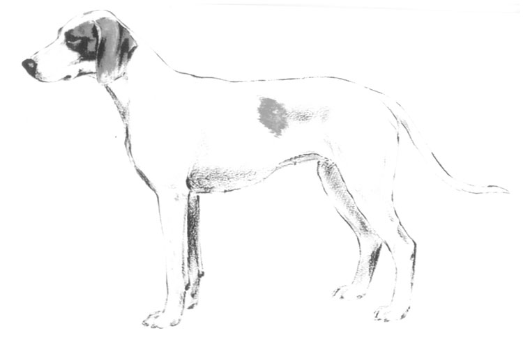 Sabueso de Istria de Pelo Corto Sabueso de Istria de Pelo Corto