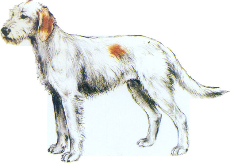 Sabueso de Istria de Pelo Duro