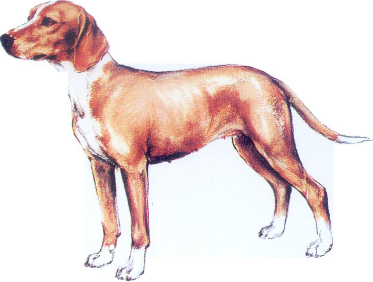 Sabueso del Valle de Save