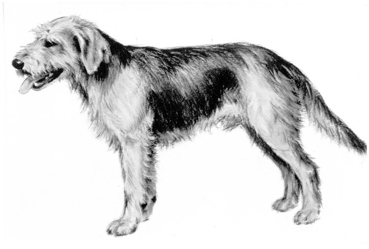 Sabueso de Bosnia de Pelo Duro