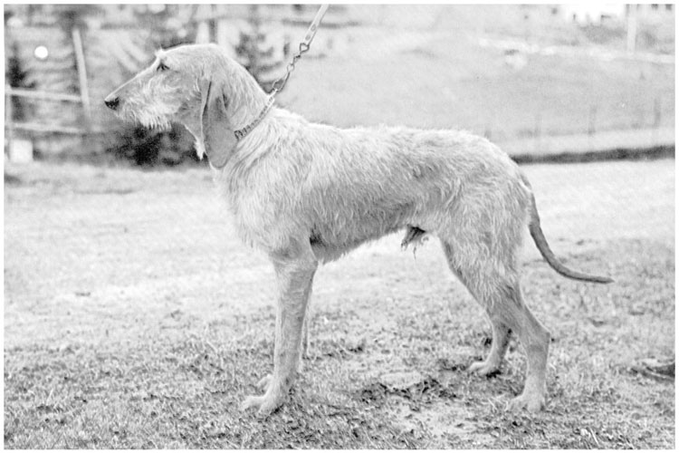 Sabueso Italiano de Pelo Duro