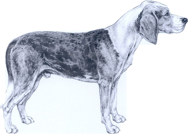 Sabueso Noruego Dunker