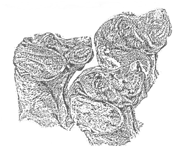 Rastreador de Hannover