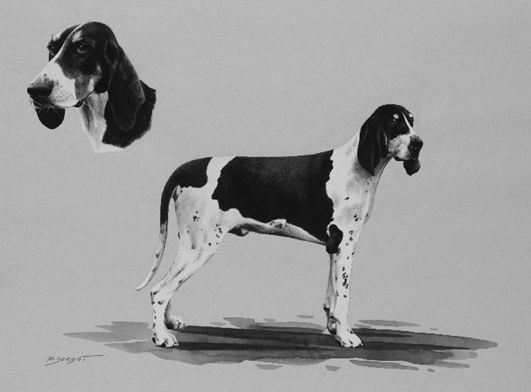 Sabueso Francés Blanco y Negro