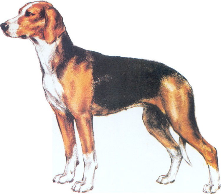 Sabueso Tricolor Serbio