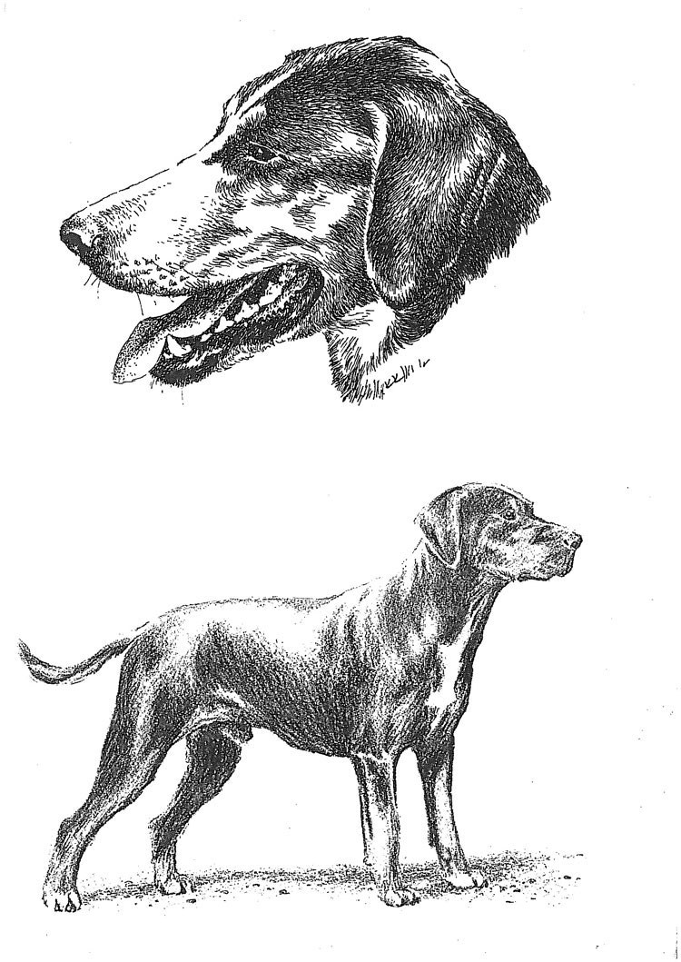 Sabueso de Transilvania