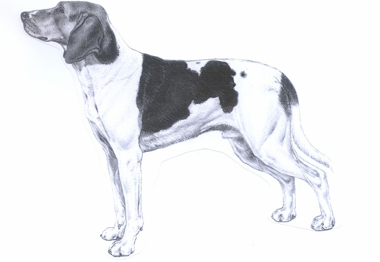 Sabueso de Halden Sabueso de Halden