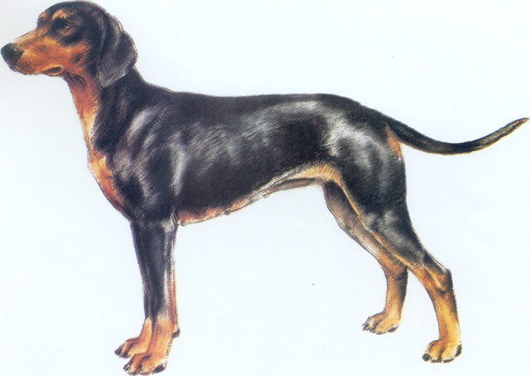 Sabueso de Montaña del Montenegro