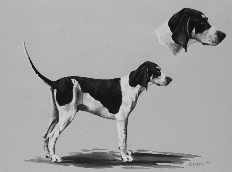 Gran Sabueso Anglo Francés Blanco y Negro