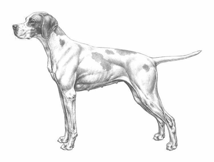 Pointer Inglés Pointer Inglés