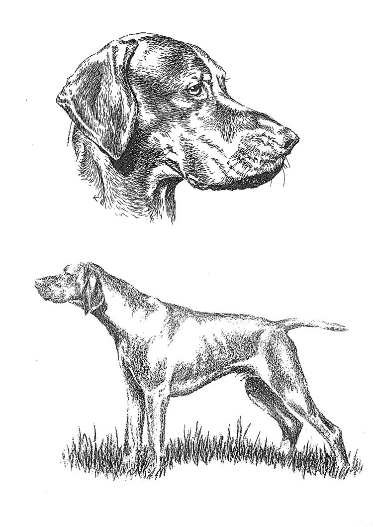 Braco Húngaro de Pelo Corto