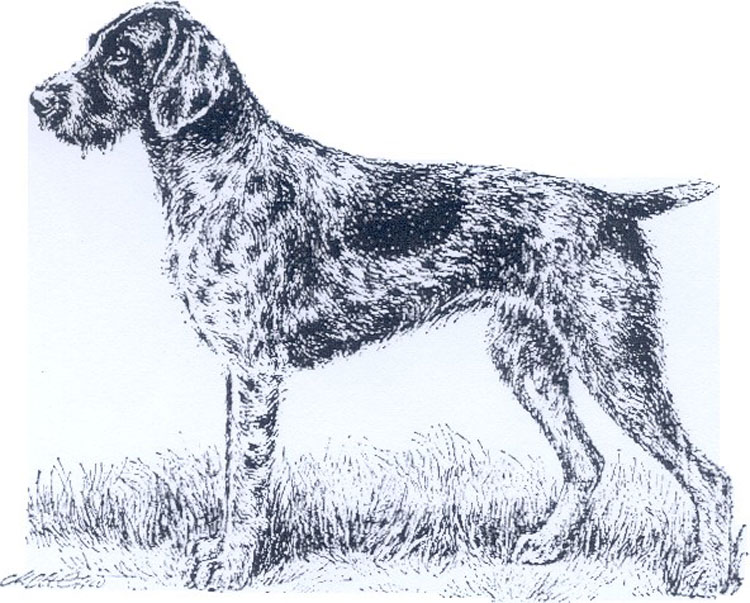 Braco Alemán de Pelo Duro