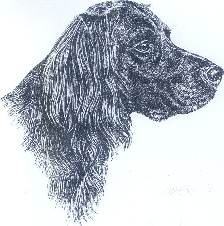 Perro de Muestra Alemán de Pelo Largo