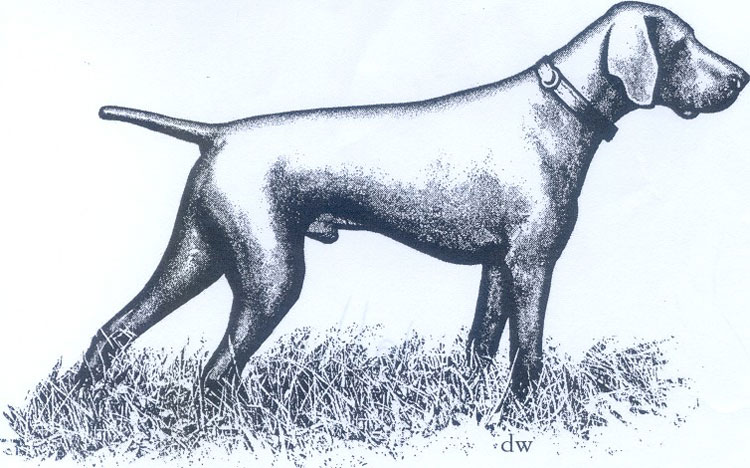 Braco Alemán de Pelo Corto