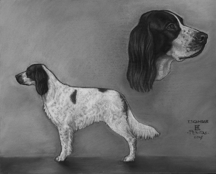 Spaniel Francés Spaniel Francés