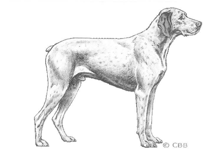 Braco del Borbonesado Braco del Borbonesado