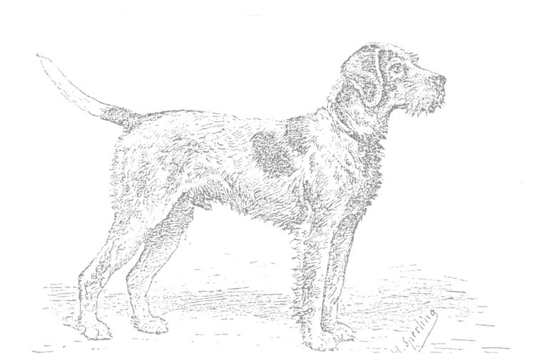 Perro de Muestra Alemán de Pelo Duro Perro de Muestra Alemán de Pelo Duro