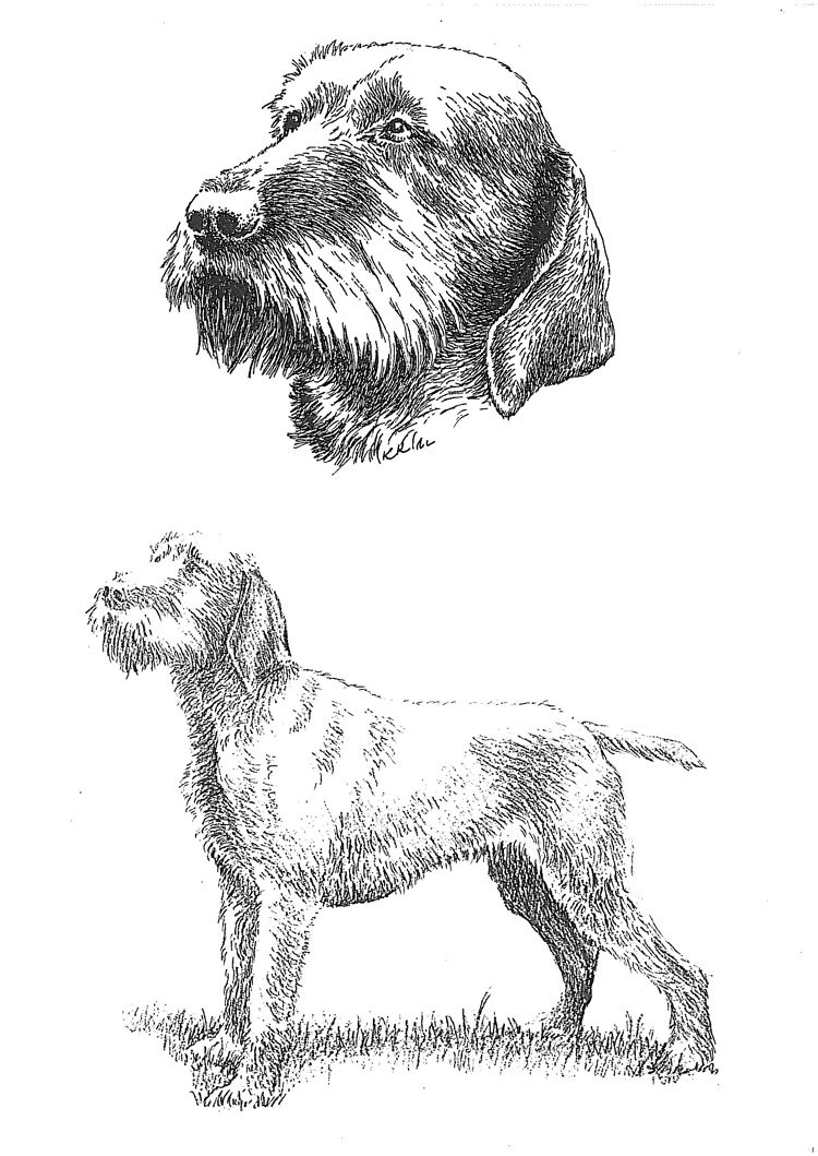 Braco Húngaro de Pelo Duro