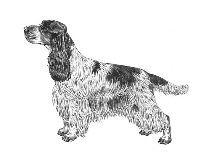 Cocker Spaniel Inglés