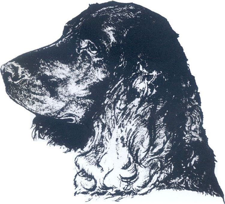 Perdiguero Alemán Perdiguero Alemán