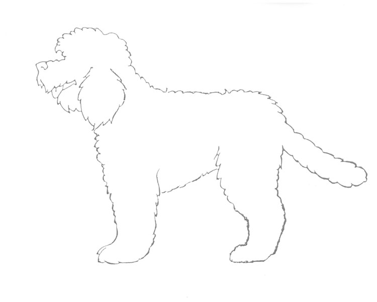 Perro de Agua Francés Perro de Agua Francés