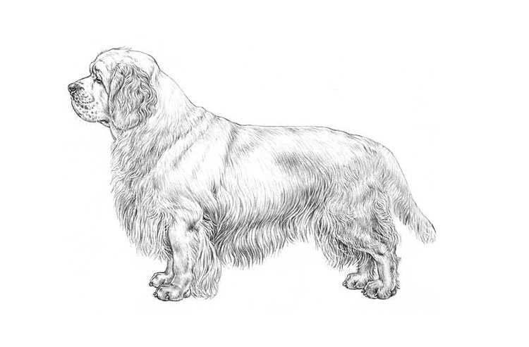 Clumber Spaniel Clumber Spaniel