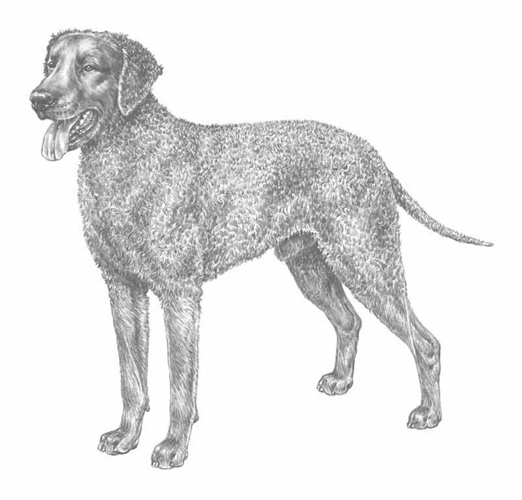 Cobrador de Pelo Rizado